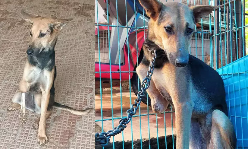 വേദനകളുടെ ലോകത്ത് നിന്നും അവന് മോചനം; കാല്‍ മുറിച്ച് ശസ്ത്രക്രിയ നടത്തിയ നായ വീണ്ടും നെടുങ്കണ്ടത്തേക്ക്