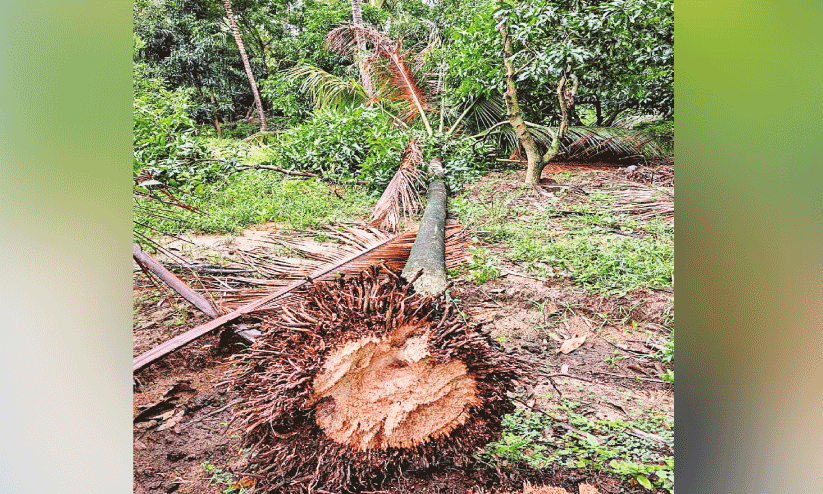 Wild elephant attack