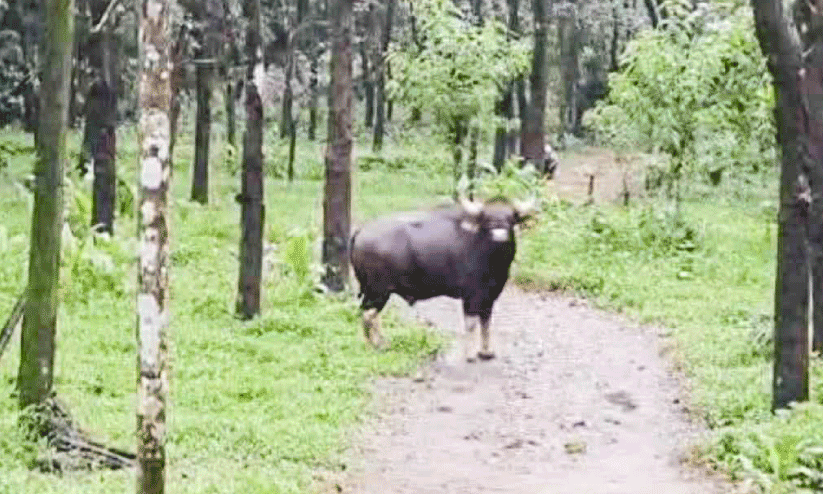 Wild animal attack Wild animal attack