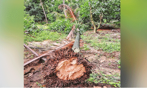 Wild elephant attack