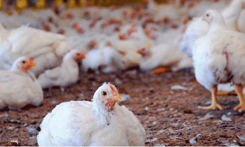 Poultry farming
