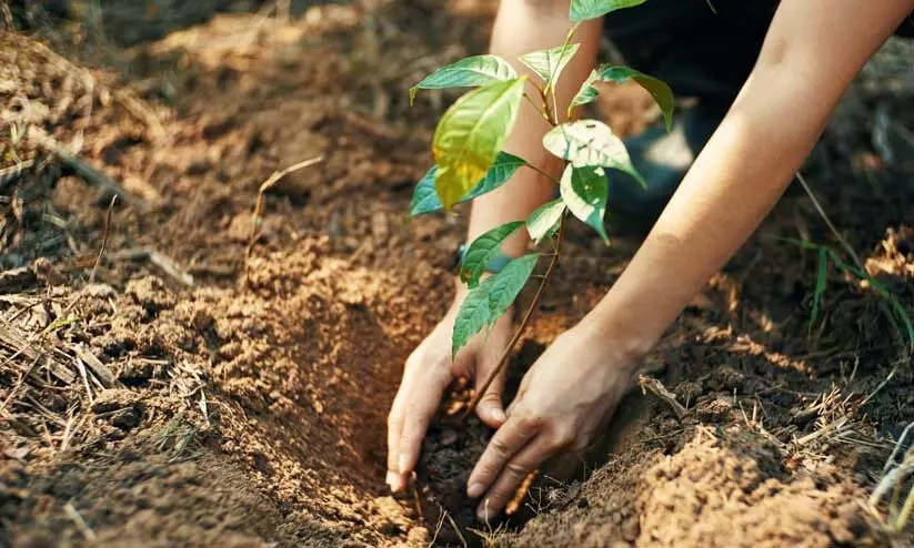 ഓ​ർ​മ മ​ര​ത്ത​ണ​ലി​ന് പി​റ​ന്നാ​ൾ പ​ച്ച​വി​രി​ച്ച​ത് 467 മ​ര​ങ്ങ​ൾ