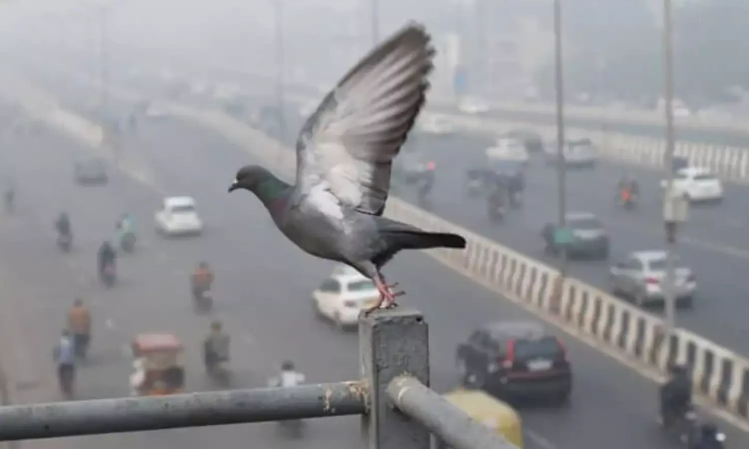 സ്വാതന്ത്ര്യദിനത്തിൽ എസ്.പി പറത്തിയ പ്രാവ് പറന്നില്ല; ജീവനക്കാർക്കെതിരെ നടപടിക്ക് നീക്കം