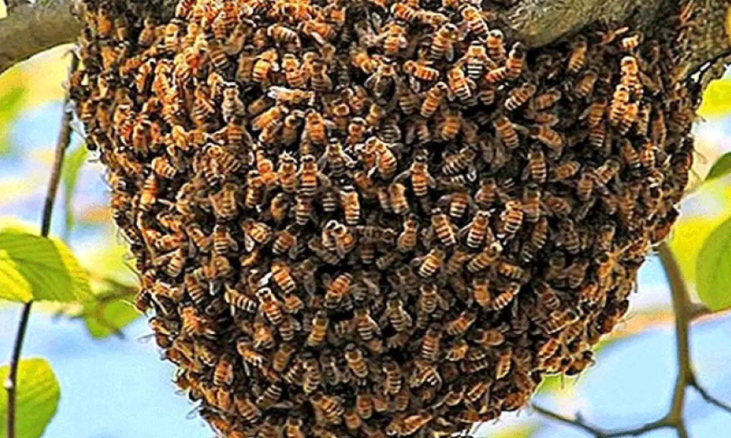 കൊലയാളിയായി തേനീച്ചയും കടന്നലും