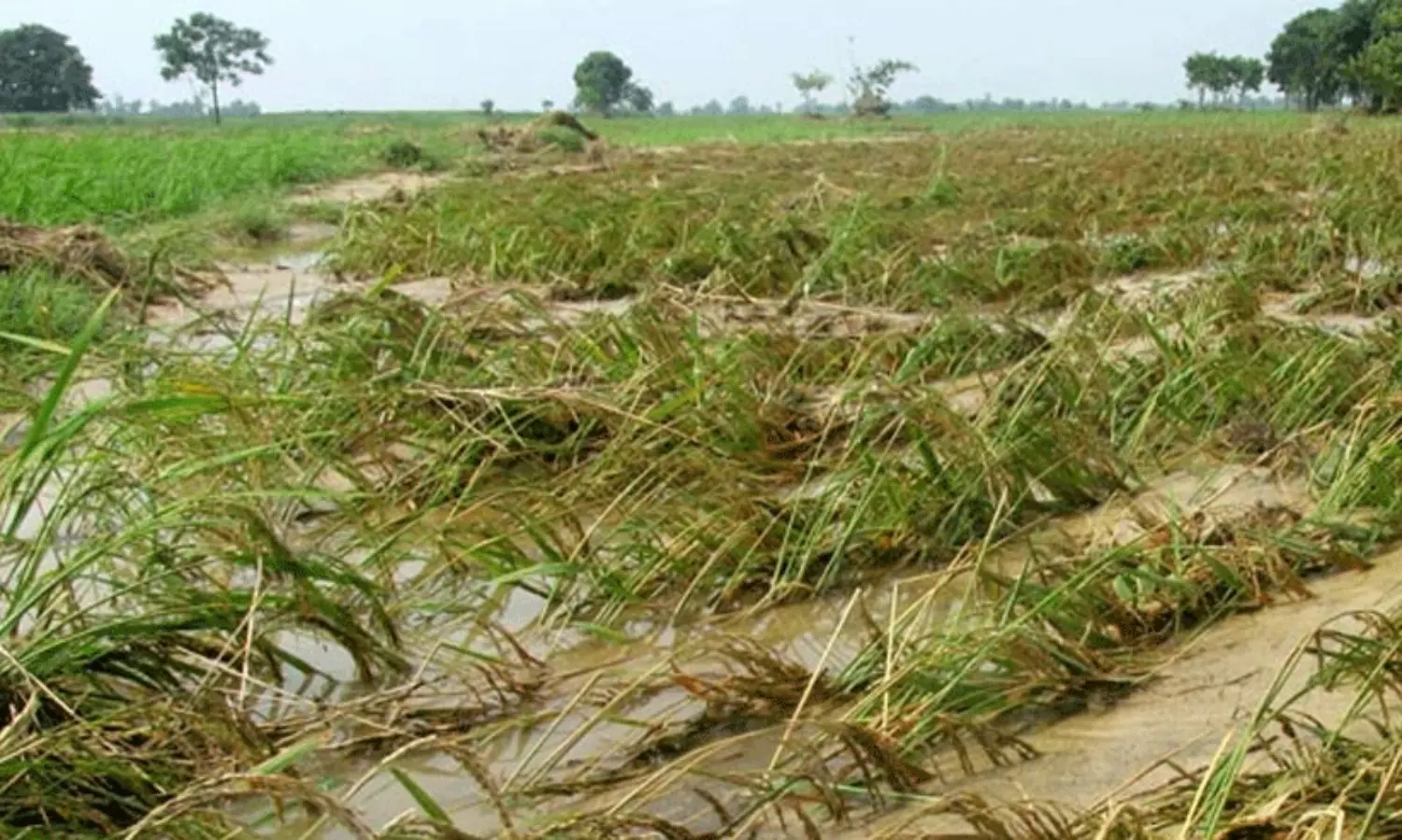 ജി​ല്ല​യി​ലെ മ​ഴ​ക്കെ​ടു​തി; കാ​ര്‍ഷി​ക മേ​ഖ​ല​യി​ല്‍ 34.76 കോ​ടി​യു​ടെ ന​ഷ്ടം