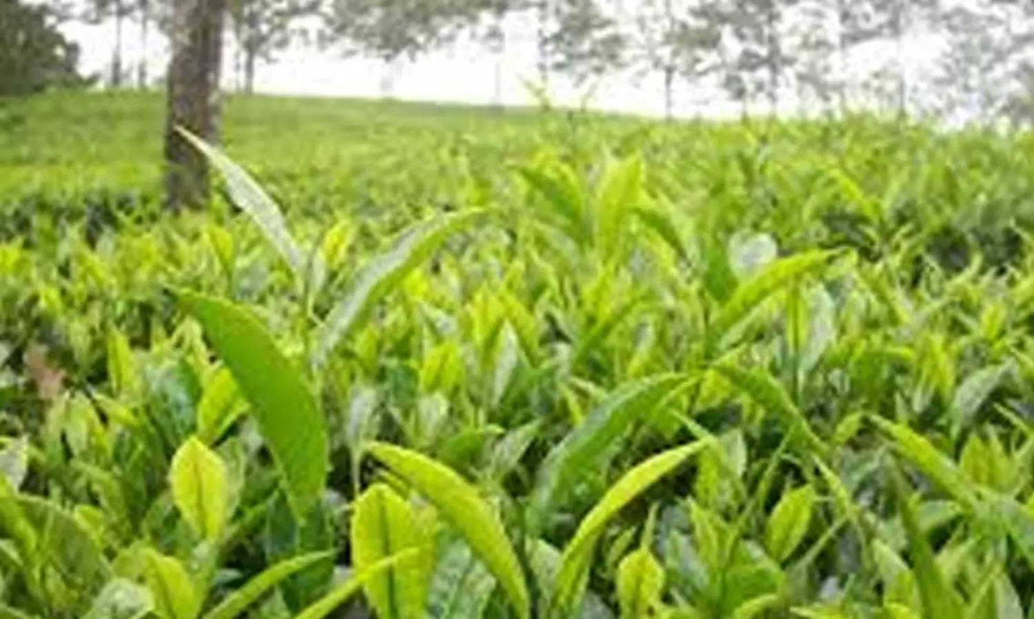 തോട്ടം മേഖലയി​​ലെ ശോച്യാവസ്ഥ; ലയങ്ങളിൽ തൊഴിൽവകുപ്പ്​ പരിശോധന തുടങ്ങി