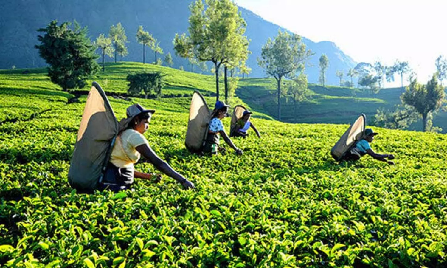 അടിയാധാരത്തിൽ തോട്ടം ഭൂമി; ദുരിതത്തിൽ കർഷകർ​