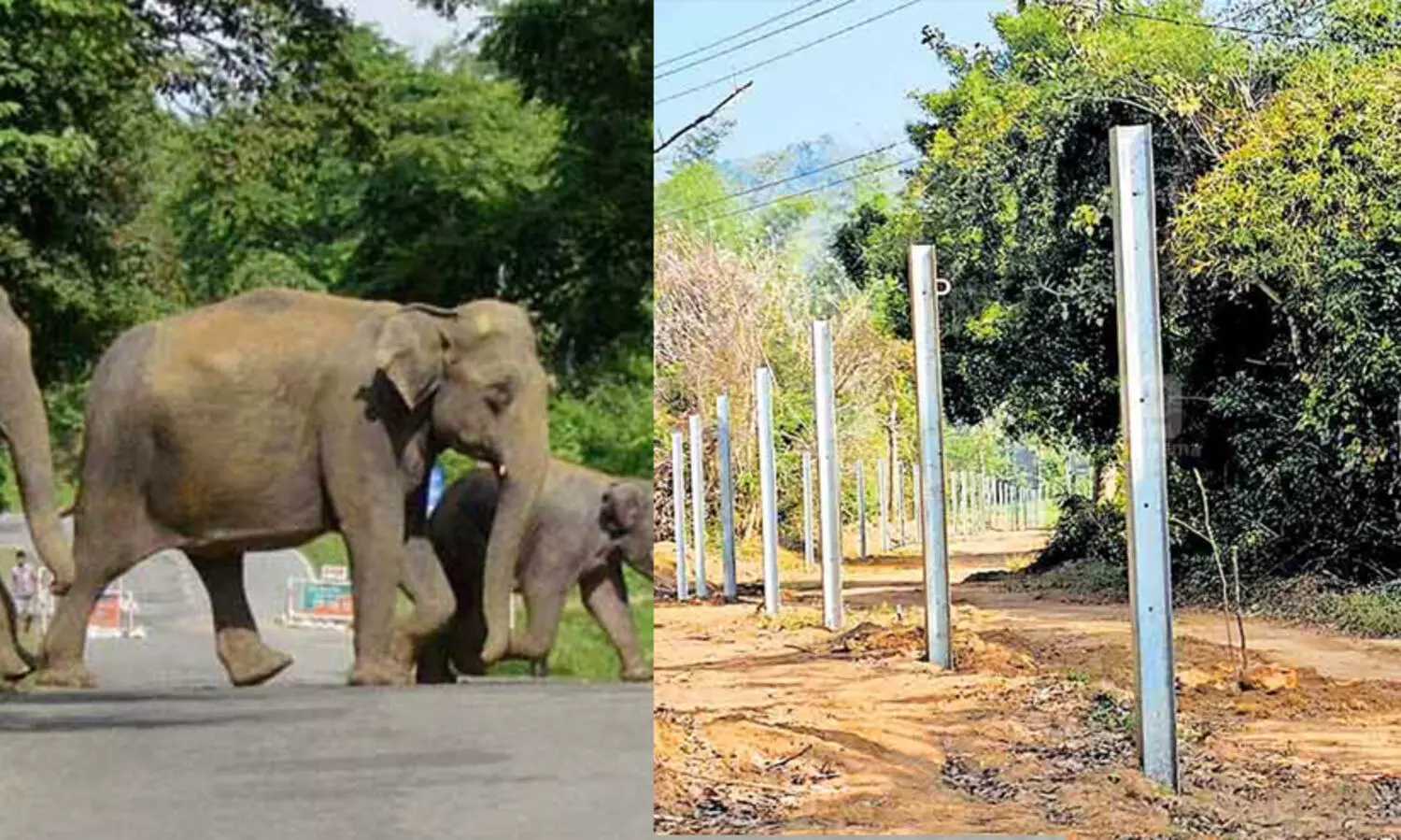 വനംവകുപ്പ് സൗരോർജ വേലികളുടെ കൃത്യമായ അറ്റകുറ്റപ്പണികൾ നടത്തുന്നില്ലെന്ന് റിപ്പോർട്ട്