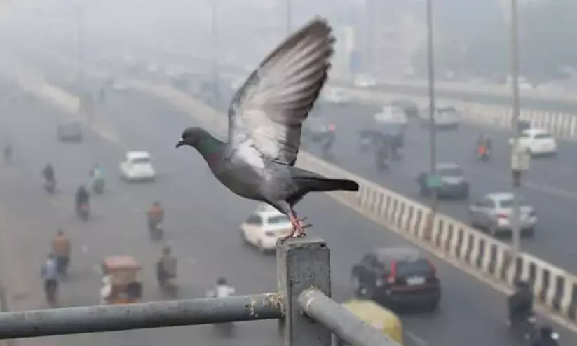 സ്വാതന്ത്ര്യദിനത്തിൽ എസ്.പി പറത്തിയ പ്രാവ് പറന്നില്ല; ജീവനക്കാർക്കെതിരെ നടപടിക്ക് നീക്കം
