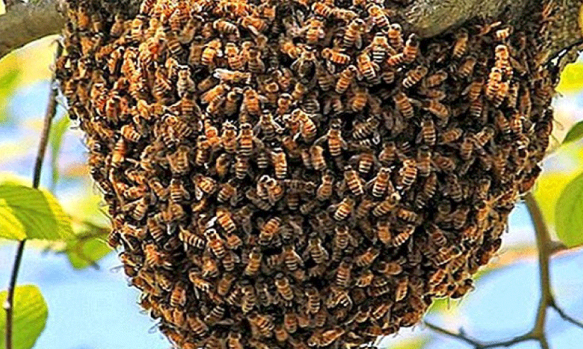 കൊലയാളിയായി തേനീച്ചയും കടന്നലും