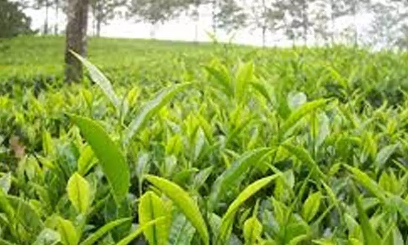 തോട്ടം മേഖലയി​​ലെ ശോച്യാവസ്ഥ; ലയങ്ങളിൽ തൊഴിൽവകുപ്പ്​ പരിശോധന തുടങ്ങി