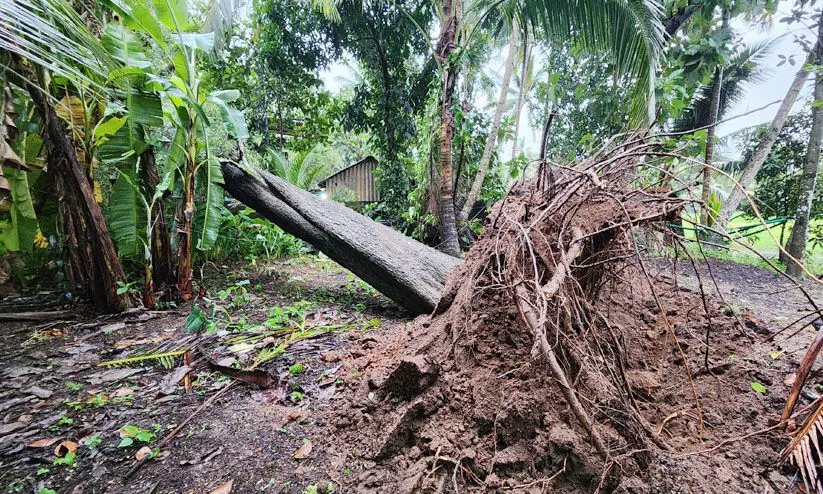 ആലപ്പുഴയിൽ കാറ്റിൽ വ്യാപകനാശം; മരങ്ങൾ വീണ് വീടുകൾ തകർന്നു ആലപ്പുഴയിൽ കാറ്റിൽ വ്യാപകനാശം; മരങ്ങൾ വീണ് വീടുകൾ തകർന്നു