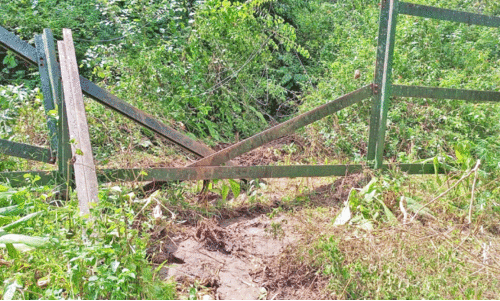 മൂ​ട​ക്കൊ​ല്ലി​യി​ൽ കാ​ട്ടാ​ന​ശ​ല്യം