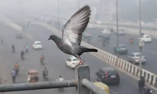 സ്വാതന്ത്ര്യദിനത്തിൽ എസ്.പി പറത്തിയ പ്രാവ് പറന്നില്ല; ജീവനക്കാർക്കെതിരെ നടപടിക്ക് നീക്കം