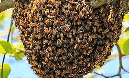 കൊലയാളിയായി തേനീച്ചയും കടന്നലും