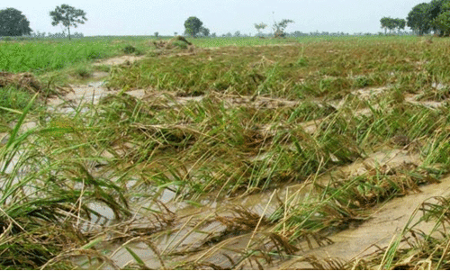ജി​ല്ല​യി​ലെ മ​ഴ​ക്കെ​ടു​തി; കാ​ര്‍ഷി​ക മേ​ഖ​ല​യി​ല്‍ 34.76 കോ​ടി​യു​ടെ ന​ഷ്ടം