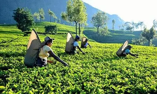 അടിയാധാരത്തിൽ തോട്ടം ഭൂമി; ദുരിതത്തിൽ കർഷകർ​