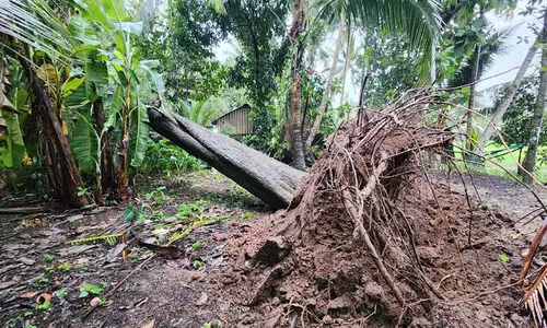 ആലപ്പുഴയിൽ കാറ്റിൽ വ്യാപകനാശം; മരങ്ങൾ വീണ്​ വീടുകൾ തകർന്നു