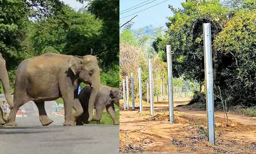വനംവകുപ്പ് സൗരോർജ വേലികളുടെ കൃത്യമായ അറ്റകുറ്റപ്പണികൾ നടത്തുന്നില്ലെന്ന് റിപ്പോർട്ട്