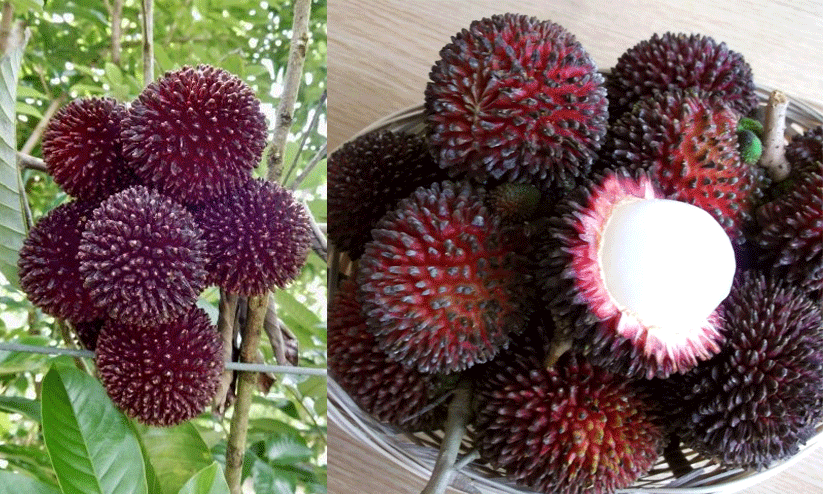 pulasan