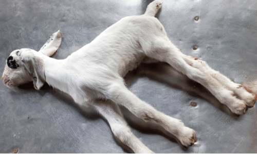 ആ​ടു​ക​ൾ ‘വ​ടി​’യാ​കു​ന്ന രോ​ഗം; ടെ​റ്റ​ന​സ് എ​ങ്ങ​നെ ത​ട​യാം?