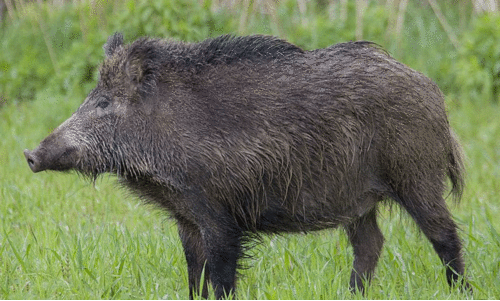 wild boar