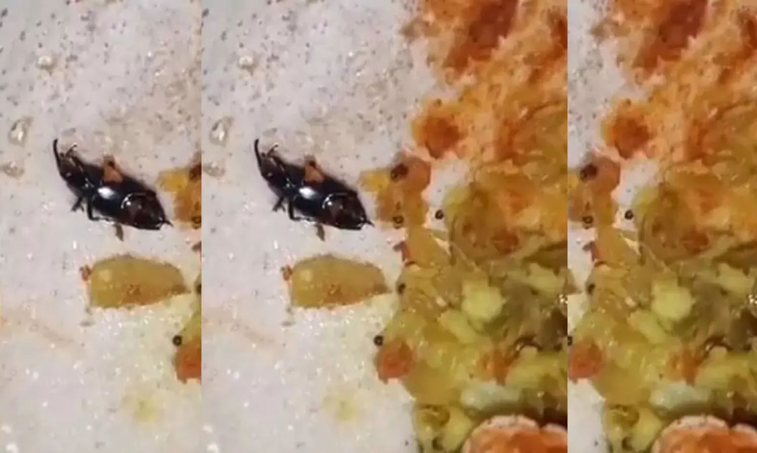 Insect found in masala dosa