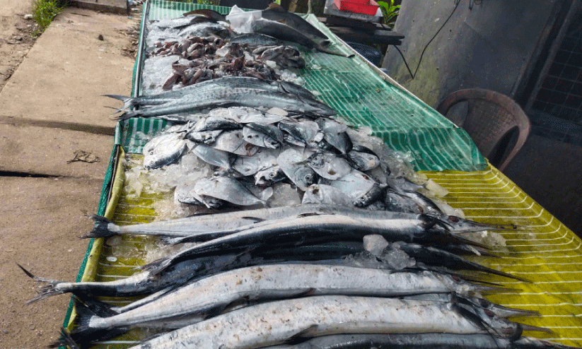 മത്സ്യലഭ്യതക്കുറവിൽ വലഞ്ഞ്​ തൊഴിലാളികൾ