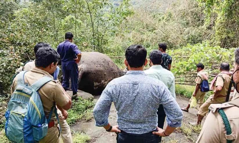 dead body of elephants dead body of elephants