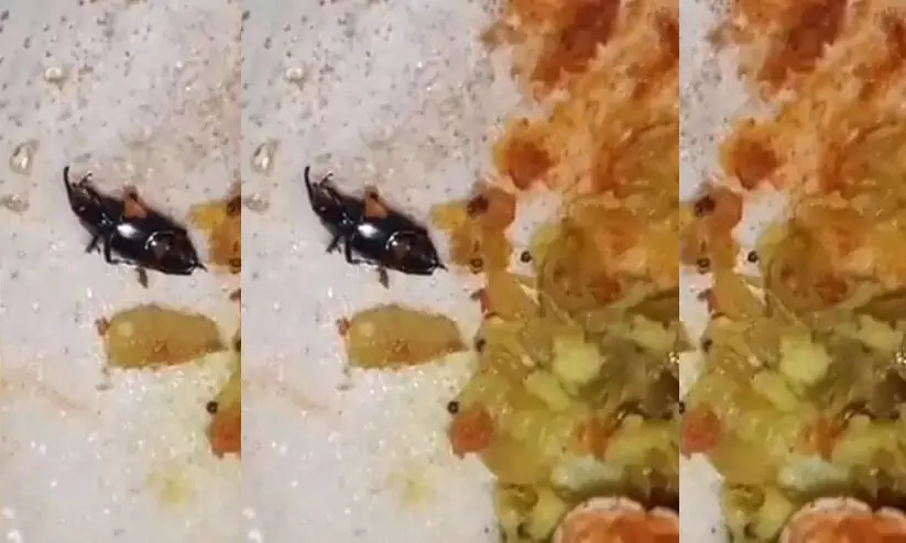 Insect found in masala dosa