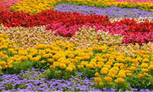 പൂക്കച്ചവടക്കാർക്ക്‌ ഓണക്കാലം വറുതിക്കാലമാകുമോ?