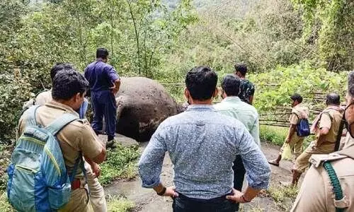 dead body of elephants dead body of elephants