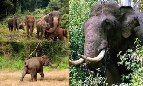 അട്ടപ്പാടിയിൽ 2020 ജൂലൈ മുതൽ 2022 ഏപ്രിൽ വരെ കാട്ടാന ആക്രമണത്തിൽ മരണപ്പെട്ടത് 10 ആദിവാസികൾ