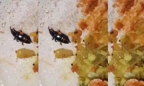 Insect found in masala dosa