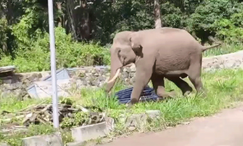 കെ.​എ​സ്.​ആ​ർ.​ടി.​സി ഡി​പ്പോ​യി​ൽ കാ​ട്ടു​കൊ​മ്പ​ൻ