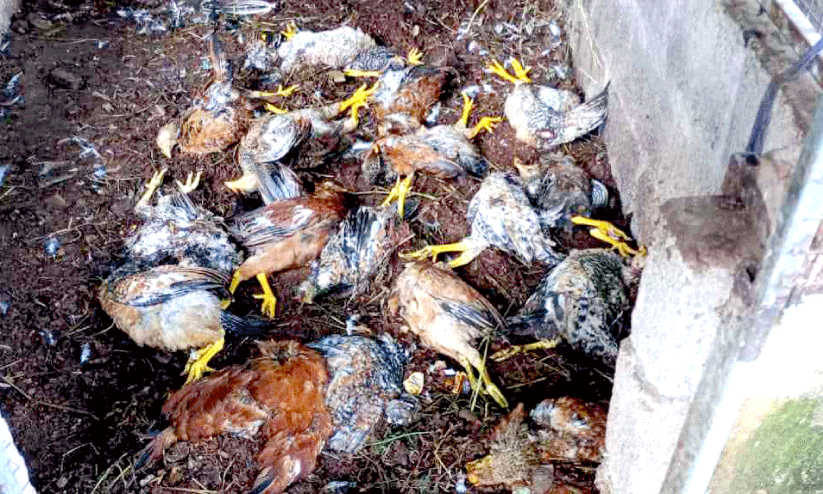 കോഴികളെ അജ്ഞാതജീവി കൊന്നു, കർഷകർ ആശങ്കയിൽ