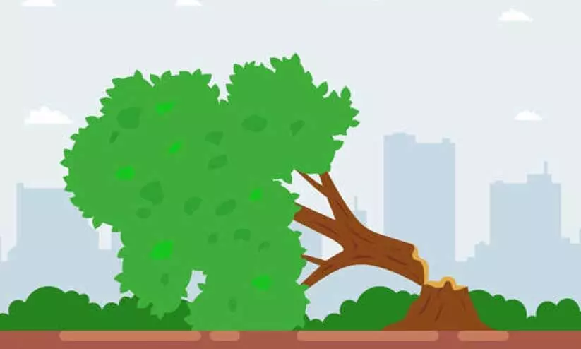 അപകട മരങ്ങൾ മുറിച്ചുമാറ്റാൻ നടപടി