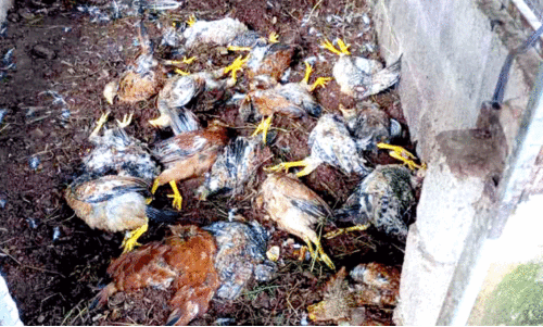 കോഴികളെ അജ്ഞാതജീവി കൊന്നു, കർഷകർ ആശങ്കയിൽ കോഴികളെ അജ്ഞാതജീവി കൊന്നു, കർഷകർ ആശങ്കയിൽ