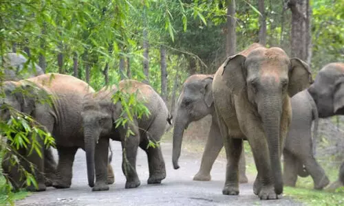 വന്യജീവി സംഘർഷം: മാർഗനിർദേശങ്ങൾ വനം വകുപ്പ് നടപ്പാക്കിയില്ലെന്ന് റിപ്പോർട്ട്