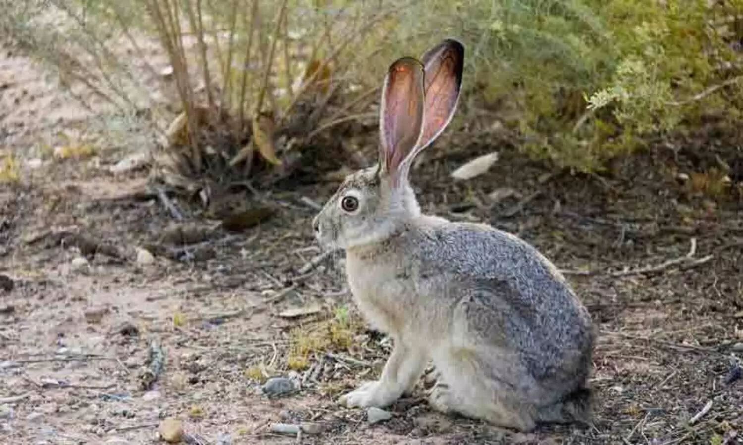 Black-tailed jackrabbit