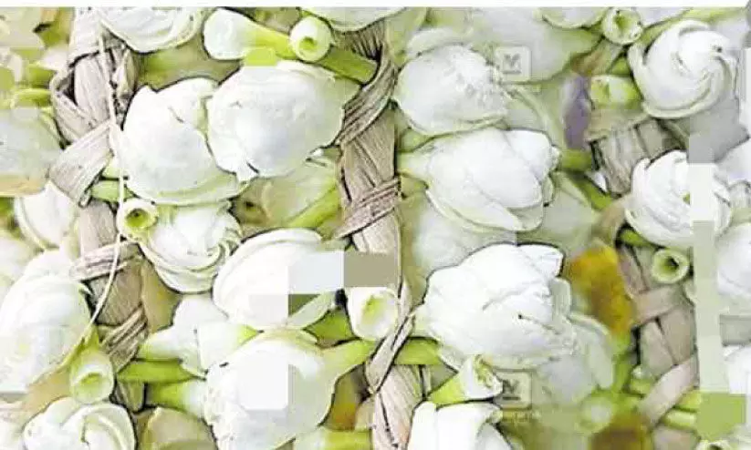 Jasmine flower Jasmine flower