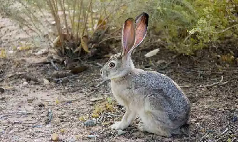Black-tailed jackrabbit Black-tailed jackrabbit
