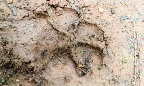 Footprints suspected to be those of a tiger