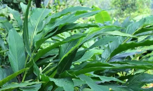 സി.എച്ച്​.ആർ: തർക്കം മുറുകുന്നു; എൽ.ഡി.എഫ്​ പ്രതിക്കൂട്ടിൽ