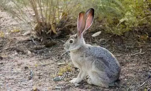 Black-tailed jackrabbit