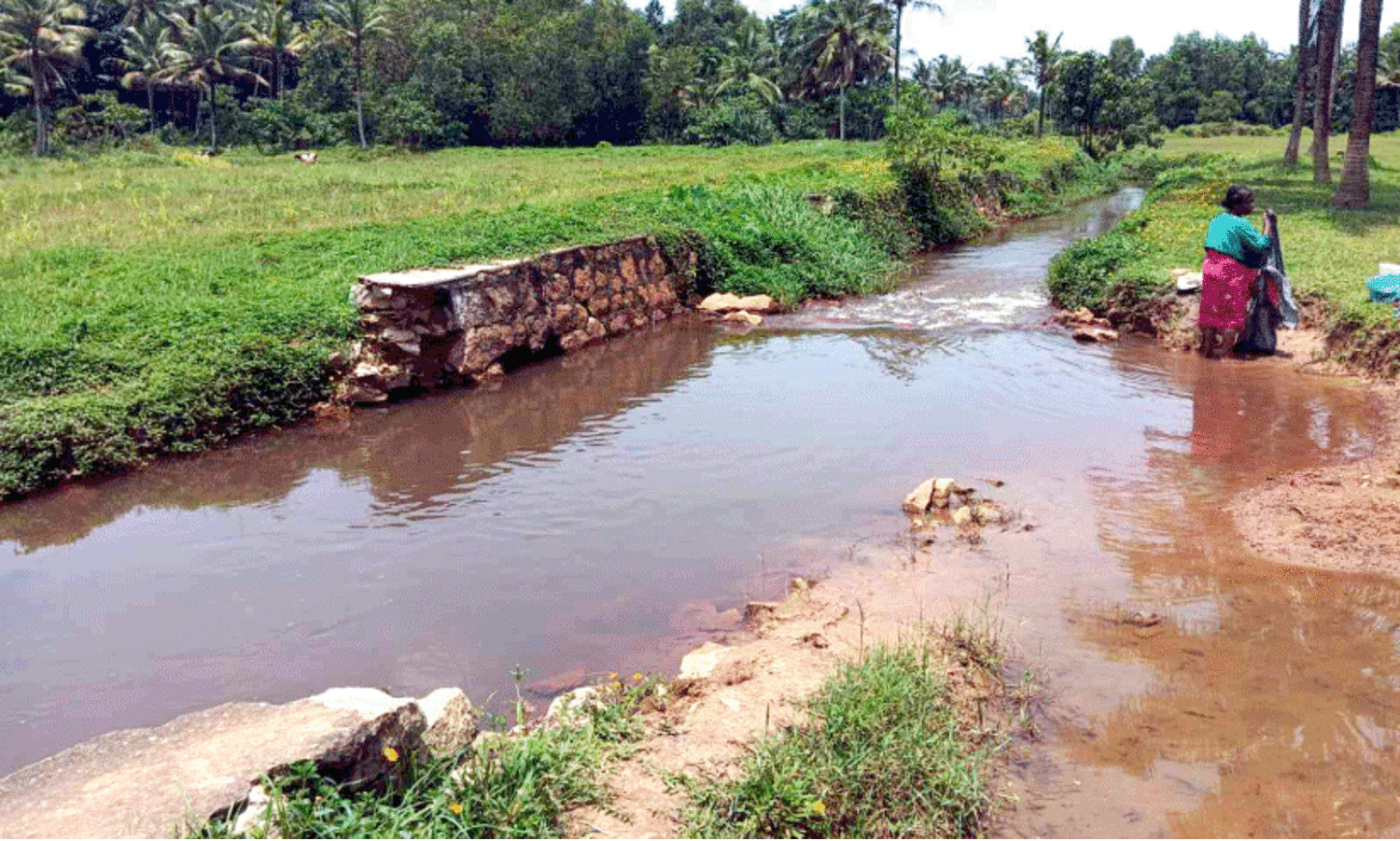 ബജറ്റുകളിൽ കാർഷിക മേഖലക്ക് മുൻഗണന;  പാടങ്ങളും തോടുകളും അകാല മൃത്യുവിലേക്ക്