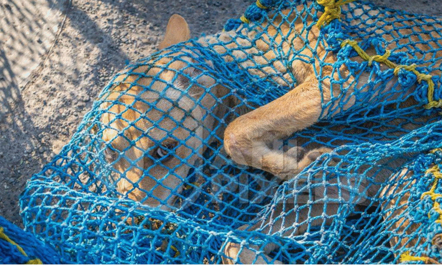 നഗരം മുൾമുനയിലായത്​ മണിക്കൂറുകൾ; ‘ജനത്തെ കടിച്ചുപറിച്ച തെരുവുനായ്​ വലയിൽ’