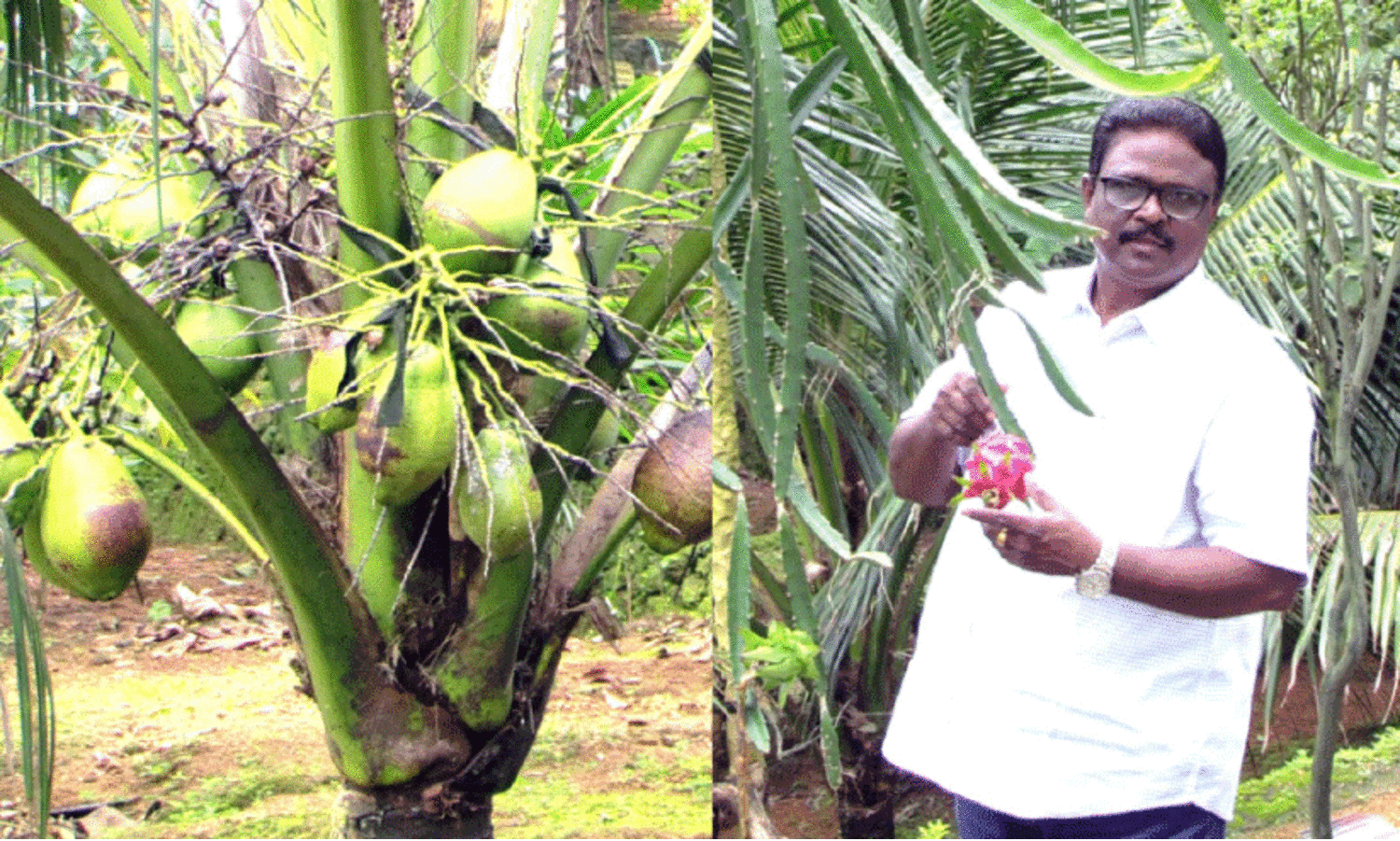 ബിസിനസ്​ വിട്ട്​ കൃഷിയിൽ; കർഷക അവാർഡിന്‍റെ തിളക്കത്തിൽ ഡൊമിനിക്