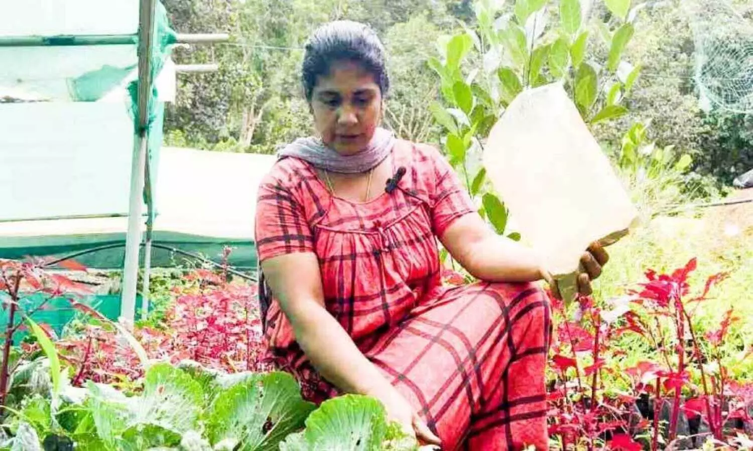 Snail attack on crops