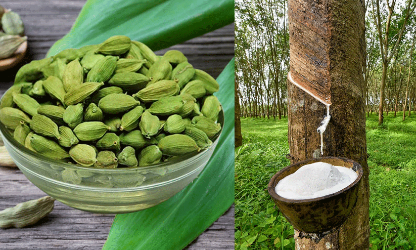 റബറിന് ഡിമാൻഡ് തുടരുന്നു; ഏലം വിളവെടുപ്പ് നീളും